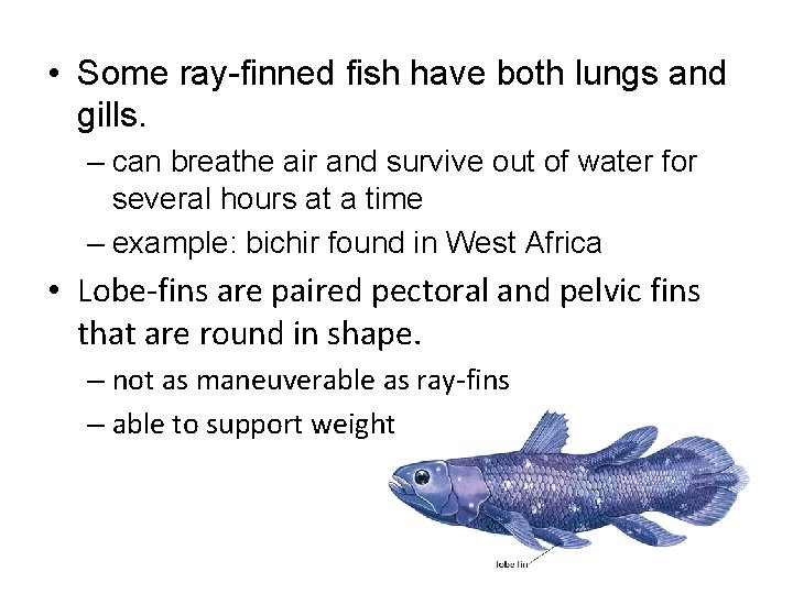  • Some ray-finned fish have both lungs and gills. – can breathe air