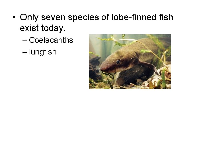  • Only seven species of lobe-finned fish exist today. – Coelacanths – lungfish