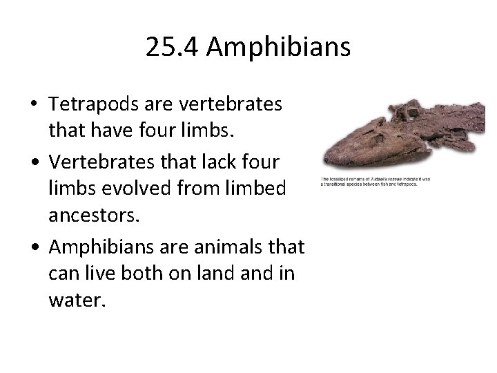 25. 4 Amphibians • Tetrapods are vertebrates that have four limbs. • Vertebrates that