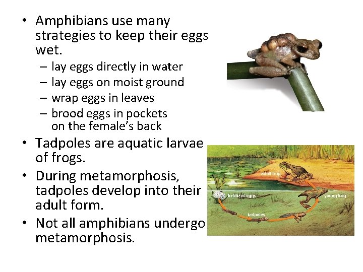  • Amphibians use many strategies to keep their eggs wet. – lay eggs