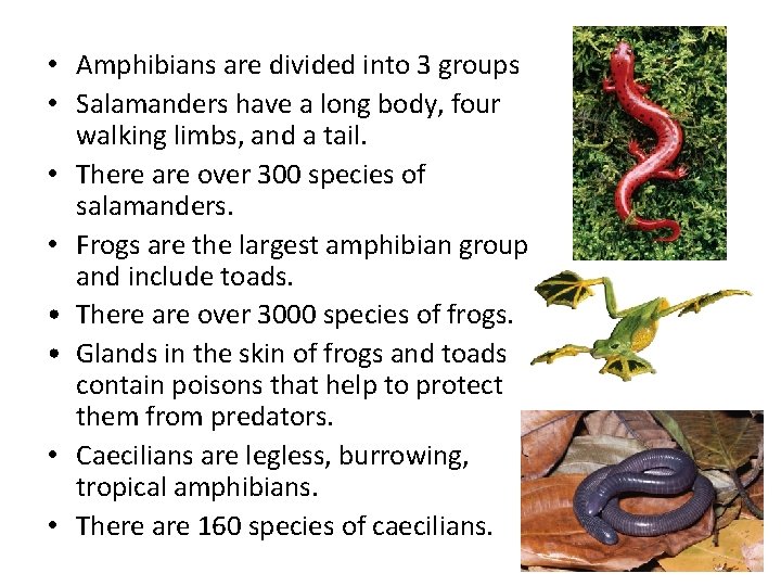 • Amphibians are divided into 3 groups • Salamanders have a long body,