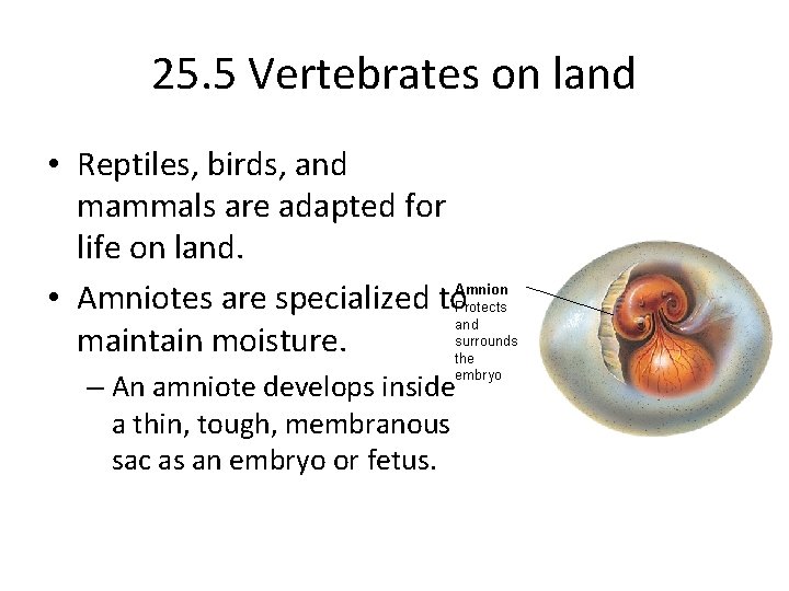 25. 5 Vertebrates on land • Reptiles, birds, and mammals are adapted for life