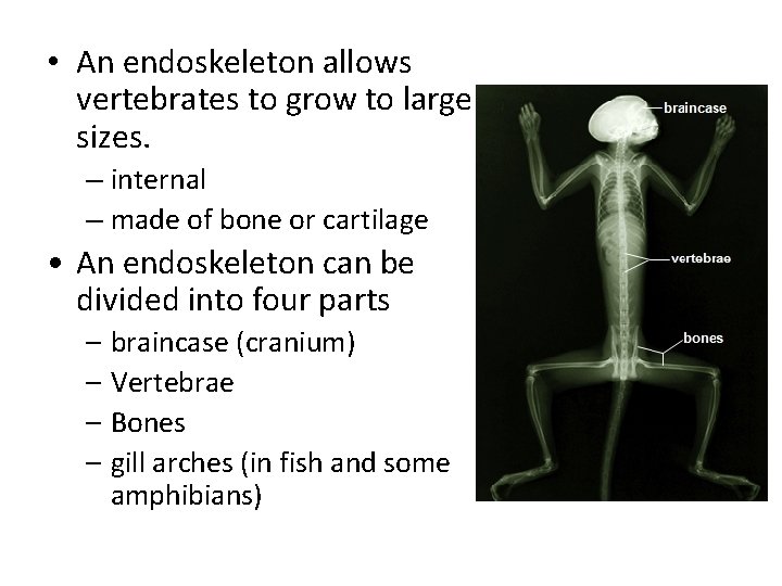  • An endoskeleton allows vertebrates to grow to large sizes. – internal –