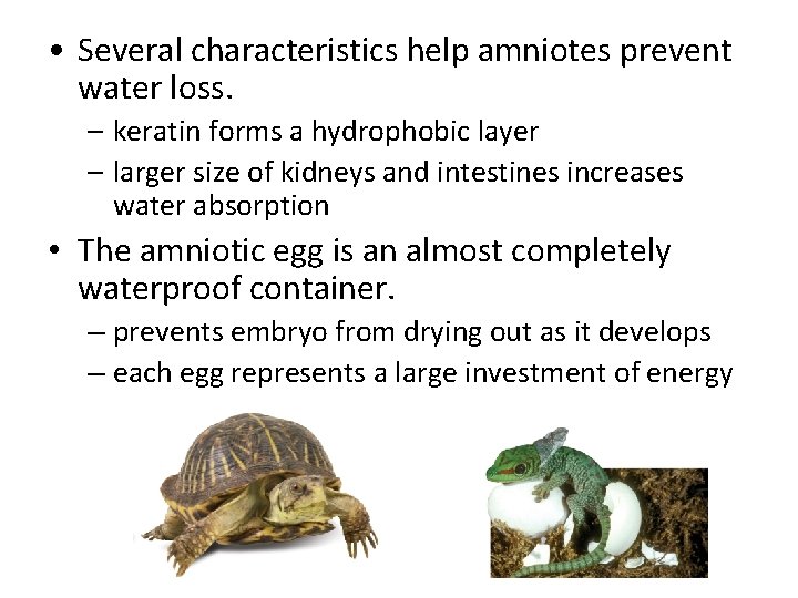  • Several characteristics help amniotes prevent water loss. – keratin forms a hydrophobic