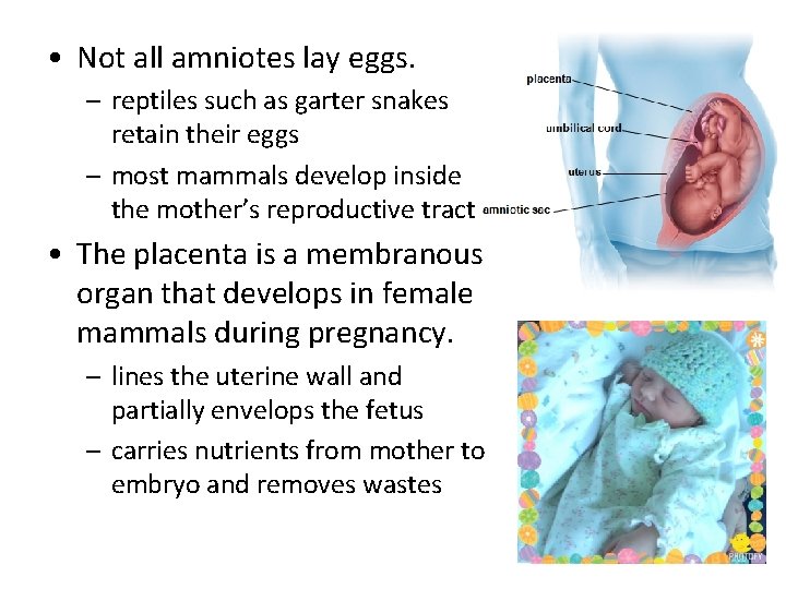  • Not all amniotes lay eggs. – reptiles such as garter snakes retain