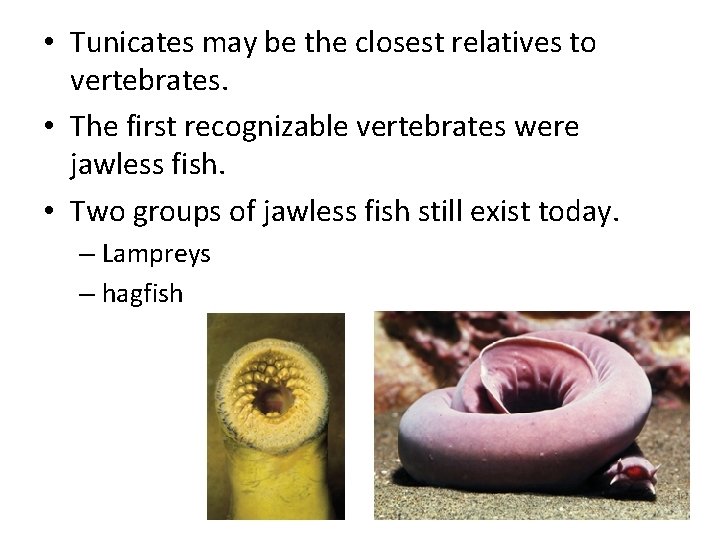  • Tunicates may be the closest relatives to vertebrates. • The first recognizable
