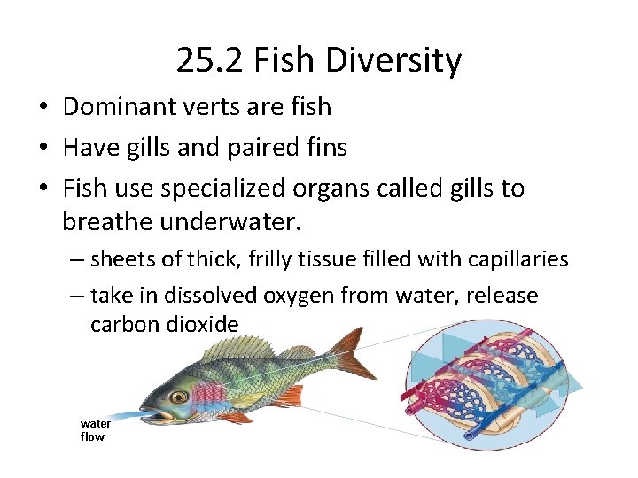 25. 2 Fish Diversity • Dominant verts are fish • Have gills and paired
