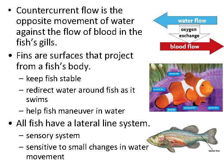  • Countercurrent flow is the opposite movement of water against the flow of