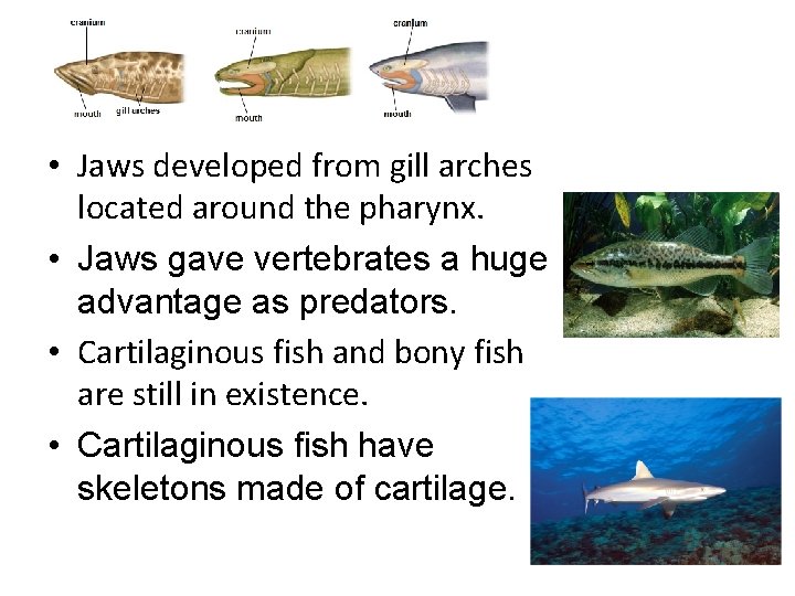  • Jaws developed from gill arches located around the pharynx. • Jaws gave