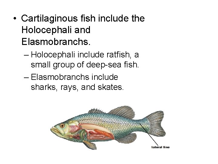 • Cartilaginous fish include the Holocephali and Elasmobranchs. – Holocephali include ratfish, a