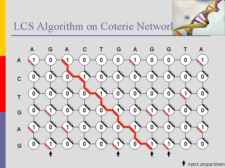 LCS Algorithm on Coterie Network A G A C T G A G G