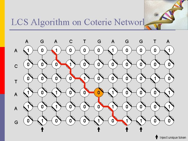 LCS Algorithm on Coterie Network A G A C T G A G G