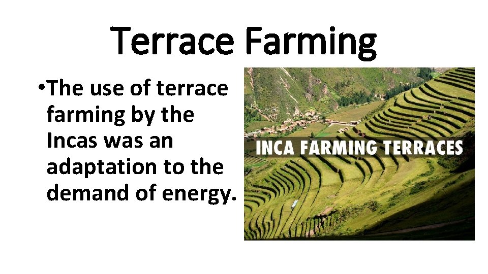 Terrace Farming • The use of terrace farming by the Incas was an adaptation