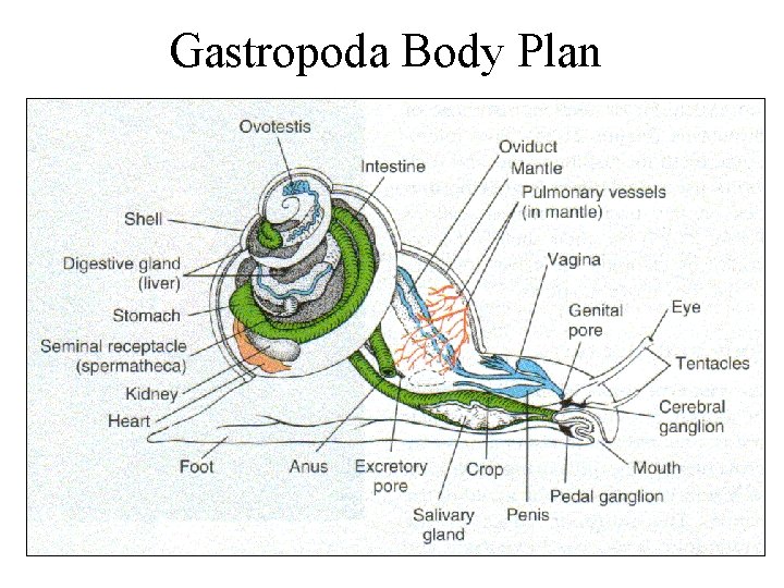 Gastropoda Body Plan 