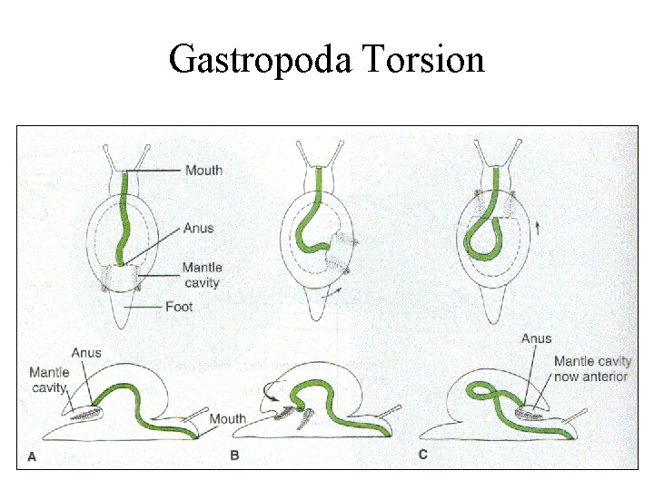 Gastropoda Torsion 