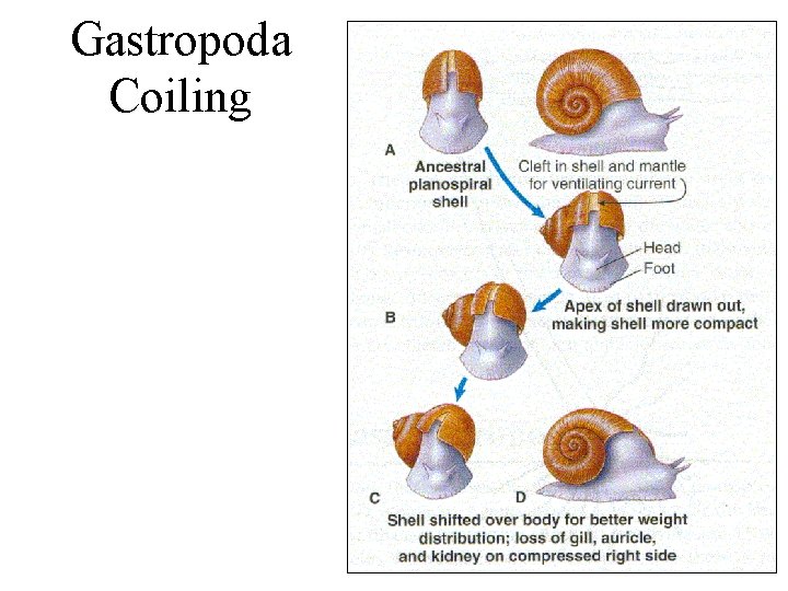 Gastropoda Coiling 