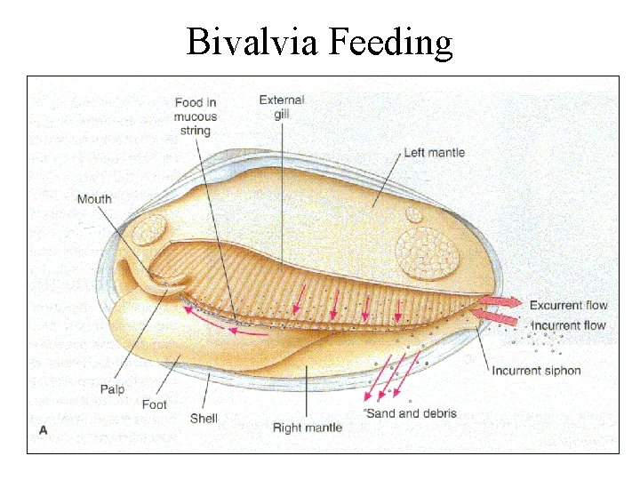 Bivalvia Feeding 