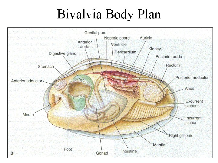 Bivalvia Body Plan 