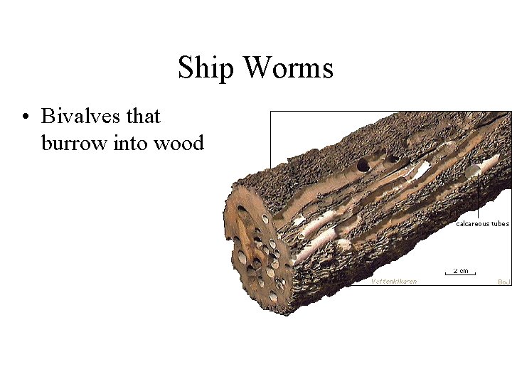 Ship Worms • Bivalves that burrow into wood 