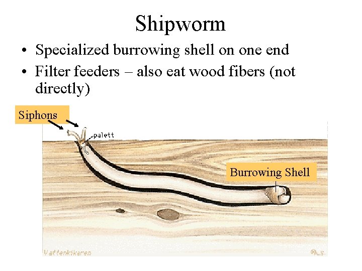 Shipworm • Specialized burrowing shell on one end • Filter feeders – also eat