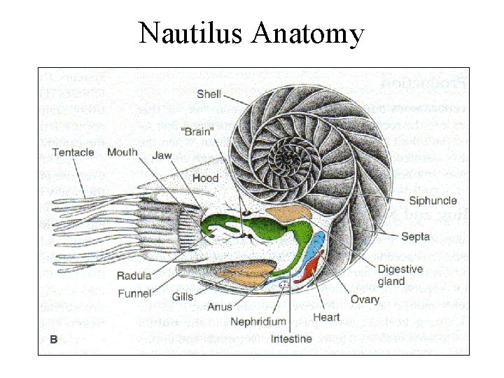 Nautilus Anatomy 