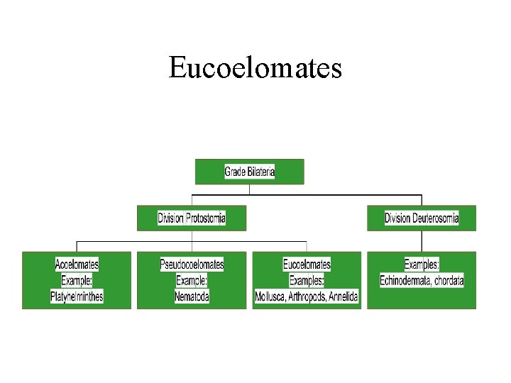 Eucoelomates 