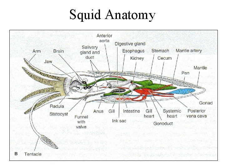 Squid Anatomy 