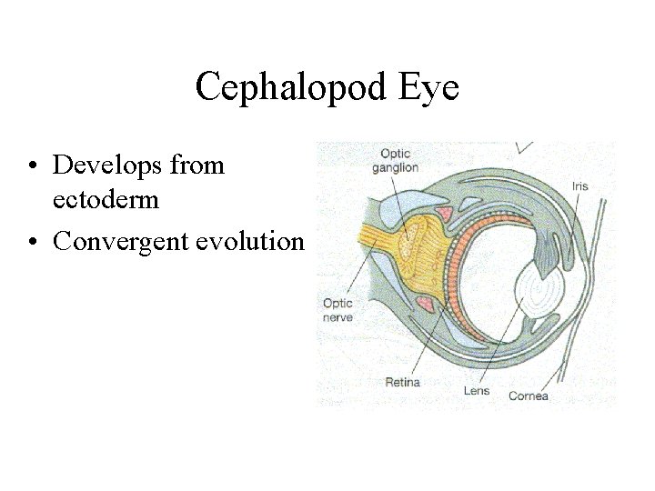 Cephalopod Eye • Develops from ectoderm • Convergent evolution 