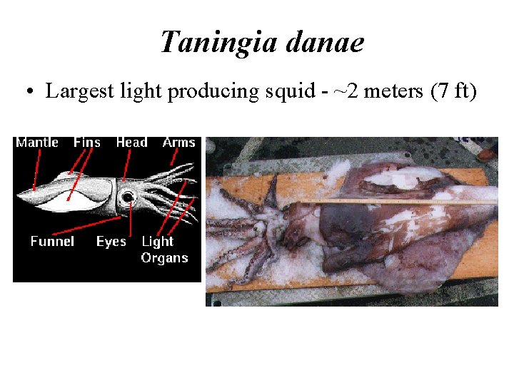 Taningia danae • Largest light producing squid - ~2 meters (7 ft) 