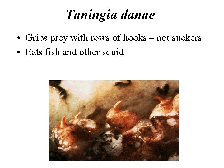 Taningia danae • Grips prey with rows of hooks – not suckers • Eats