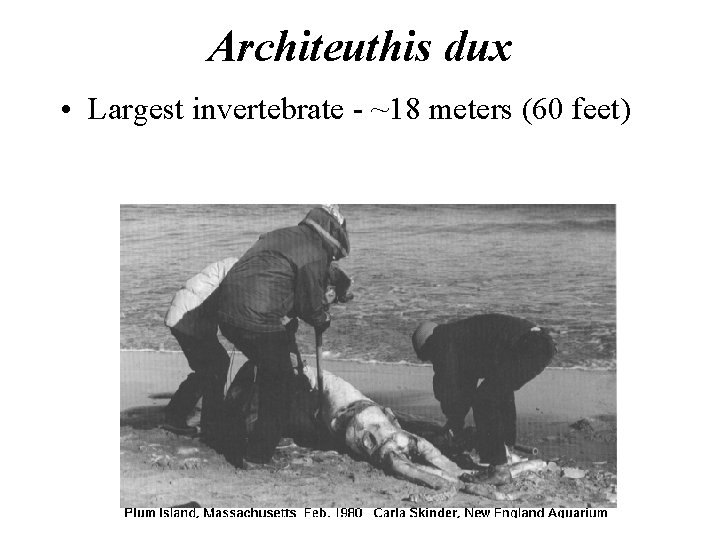 Architeuthis dux • Largest invertebrate - ~18 meters (60 feet) 