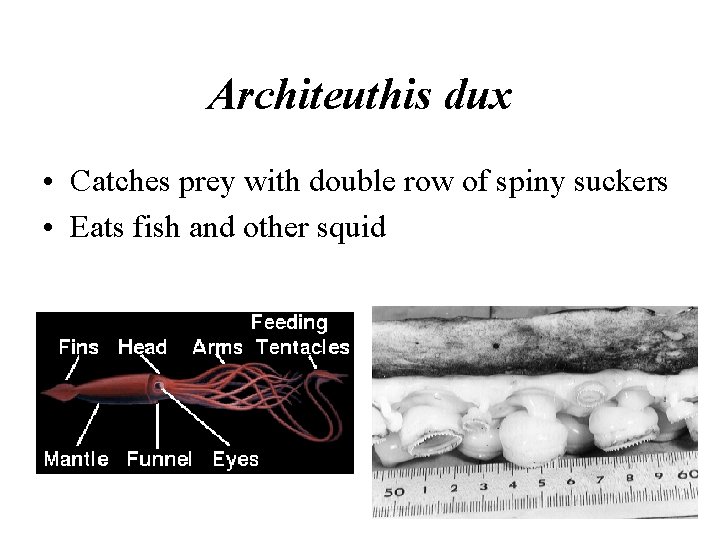 Architeuthis dux • Catches prey with double row of spiny suckers • Eats fish