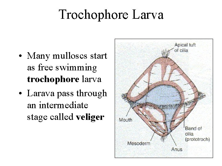 Trochophore Larva • Many mulloscs start as free swimming trochophore larva • Larava pass