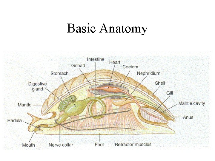 Basic Anatomy 