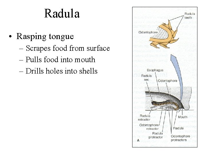 Radula • Rasping tongue – Scrapes food from surface – Pulls food into mouth