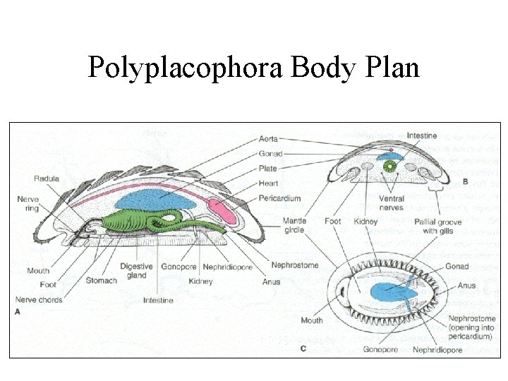 Polyplacophora Body Plan 