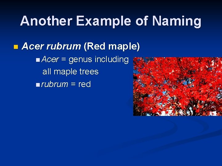 Another Example of Naming n Acer rubrum (Red maple) n Acer = genus including