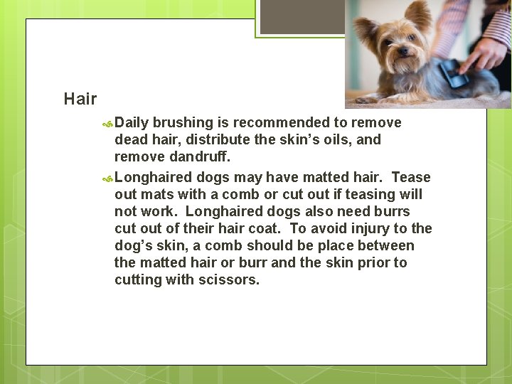 Hair Daily brushing is recommended to remove dead hair, distribute the skin’s oils, and