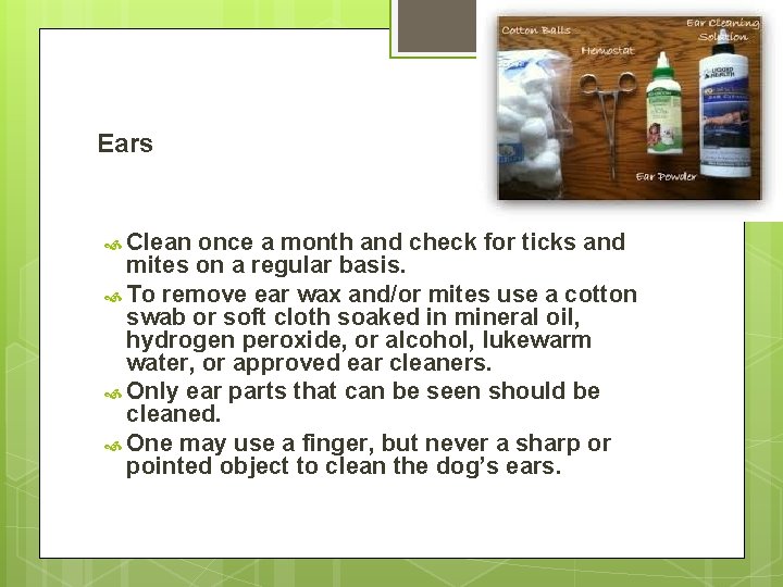 Ears Clean once a month and check for ticks and mites on a regular