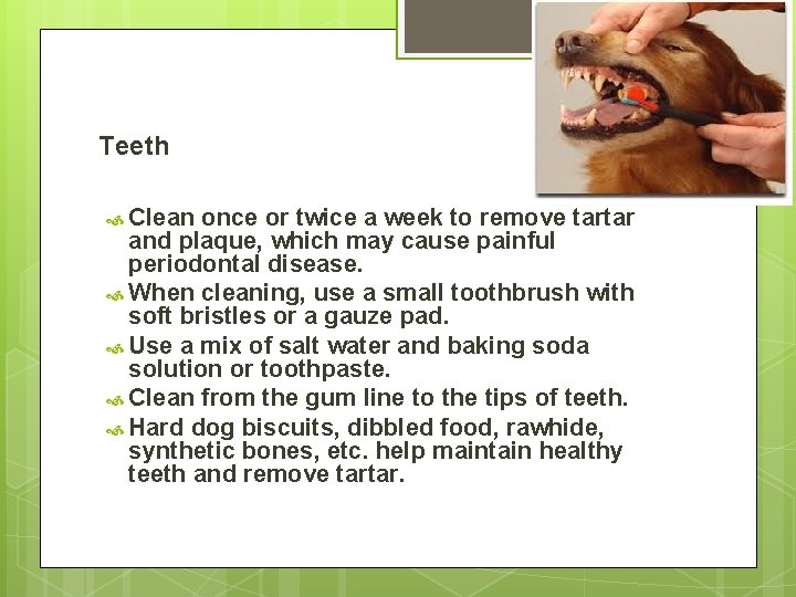 Teeth Clean once or twice a week to remove tartar and plaque, which may