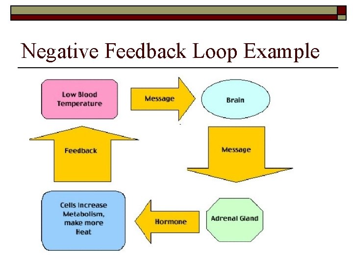 Negative Feedback Loop Example 