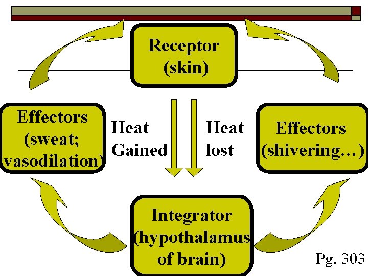 Receptor (skin) Effectors Heat (sweat; Gained vasodilation) Heat Effectors lost (shivering…) Integrator (hypothalamus of