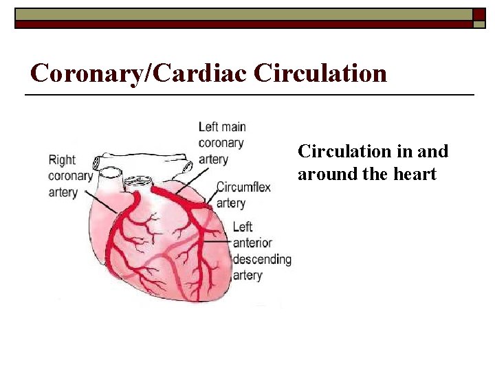 Coronary/Cardiac Circulation in and around the heart 