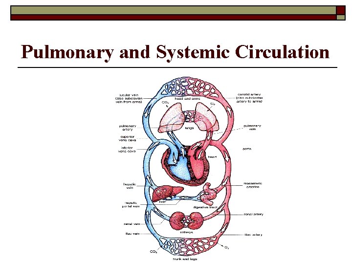 Pulmonary and Systemic Circulation 