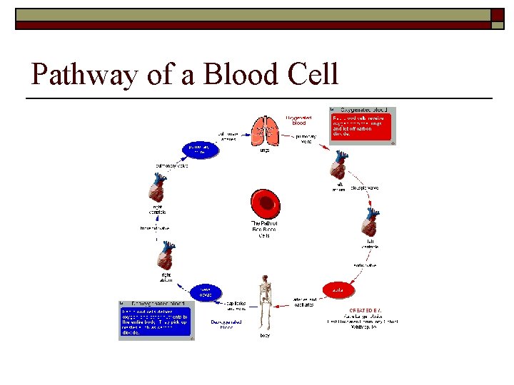 Pathway of a Blood Cell 