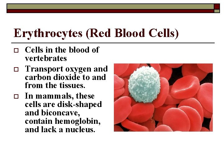 Erythrocytes (Red Blood Cells) o o o Cells in the blood of vertebrates Transport