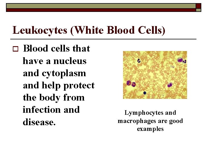 Leukocytes (White Blood Cells) o Blood cells that have a nucleus and cytoplasm and