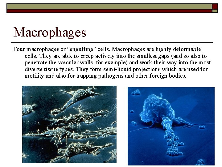 Macrophages Four macrophages or "engulfing" cells. Macrophages are highly deformable cells. They are able