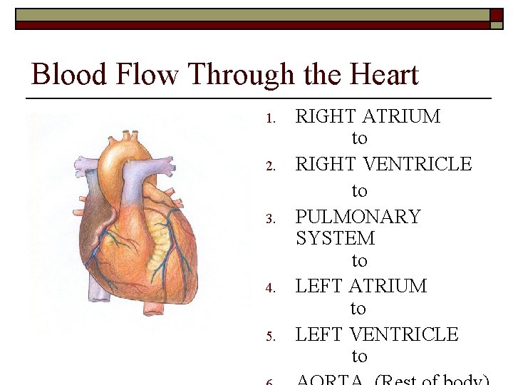 Blood Flow Through the Heart 1. 2. 3. 4. 5. RIGHT ATRIUM to RIGHT