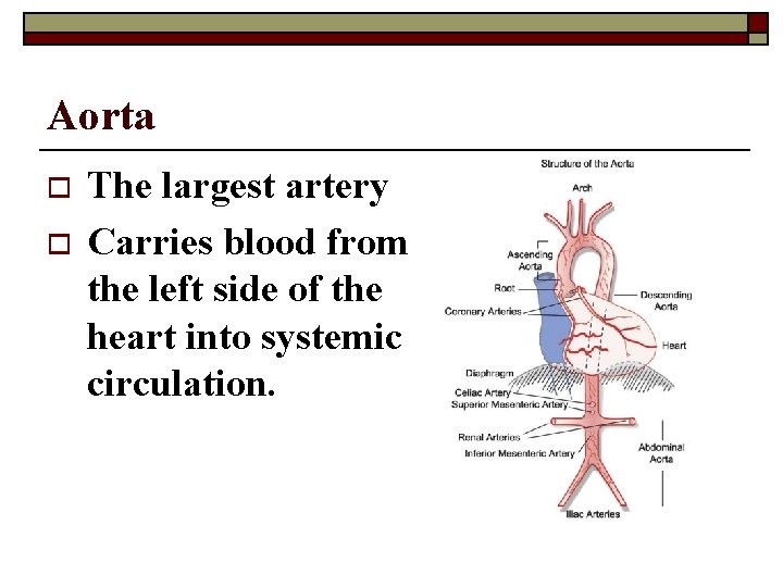 Aorta o o The largest artery Carries blood from the left side of the